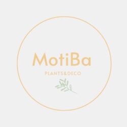 MotiBa         Plants & Deco